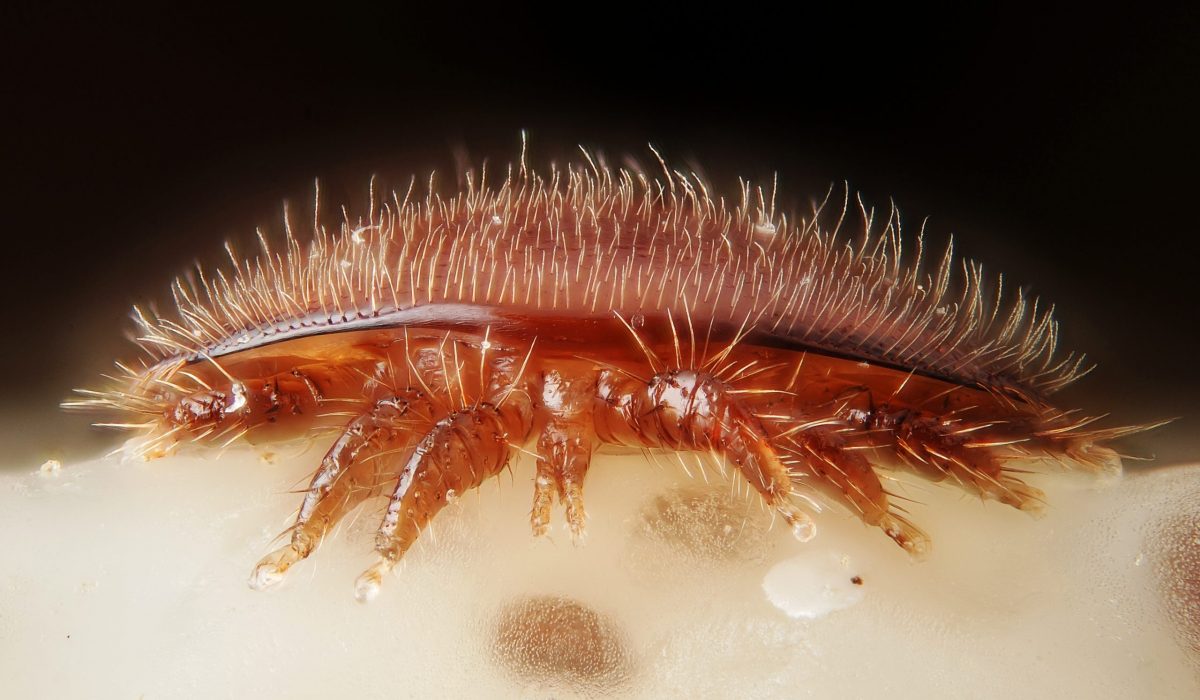 An adult female of Varroa destructor, a mite parasiting the honney bee (Apis mellifica). Frontal view, on the head of a bee nymph.

Scale : mite width ~ 2 mm

Technical settings : 
 - focus stack of 32 images
 - microscope objective (Nikon achromatic 10x 160/0.25) on 100 mm extension tubes + adapter
