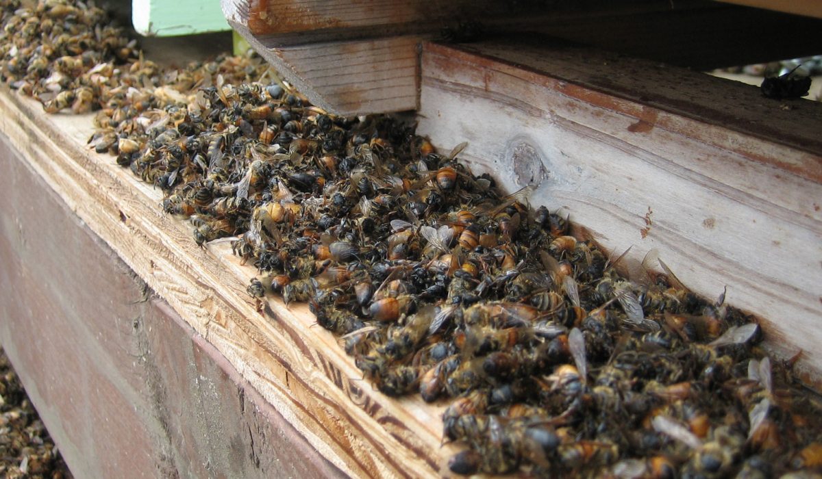 WEB_AME_Dead-Bees_Jay-Rosenberg-via-Flickr_CC-BY-NC-SA-3