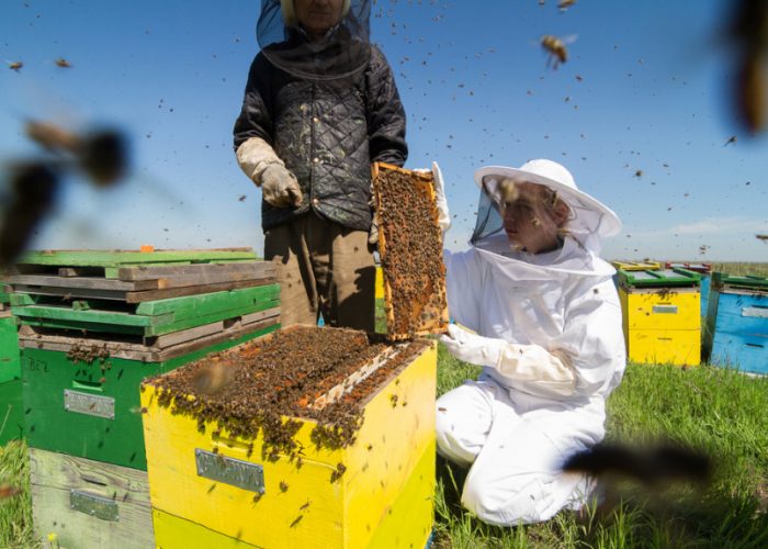 beekeeping-6_jpg_92